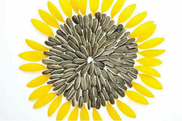 Sunflower Nigerian Oilseed Sunflower Nigerian Oilseed