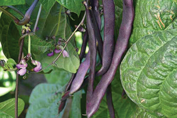 Purple Champion