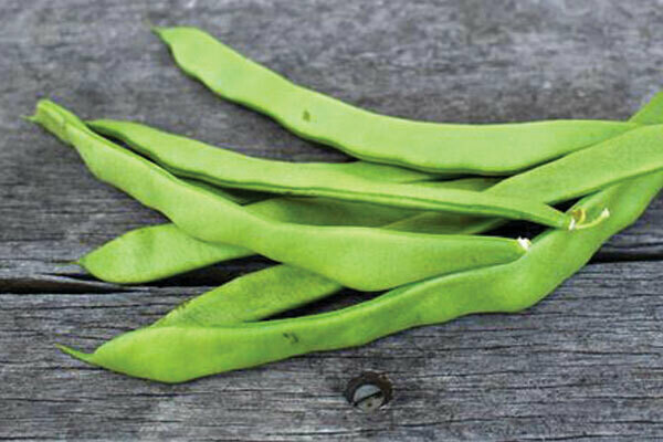 Witsa Bean