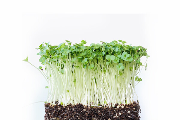 Broccoli Sprout 200g
