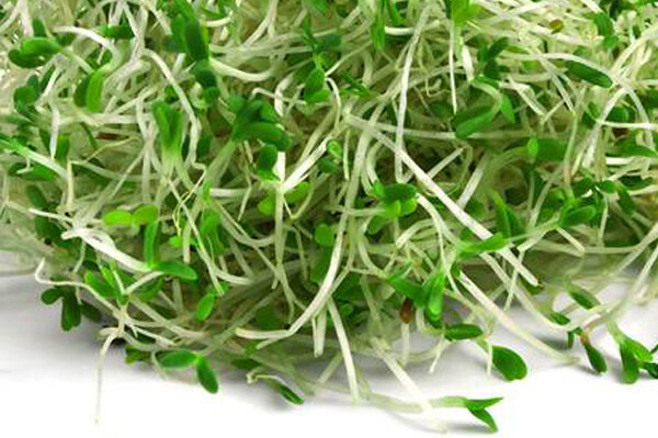 Alfalfa 200g