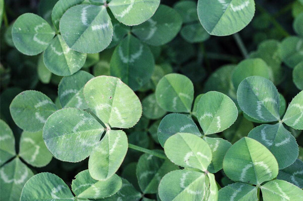 Assegaai Clover 200g