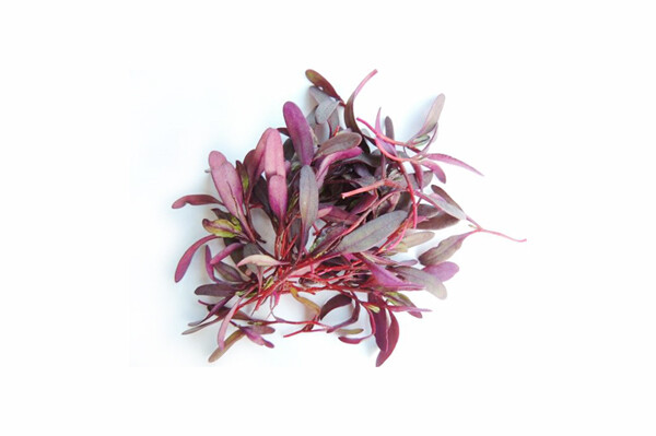 Bulls Blood Beetroot 70g