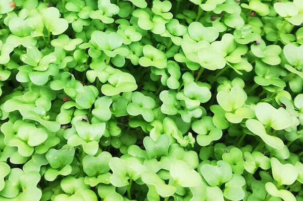 Black Mustard 180g
