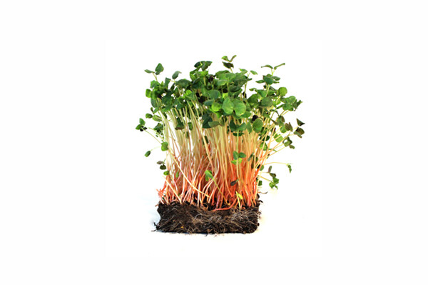 Buckwheat Sprouting 200g