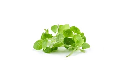 Green Basil 200g