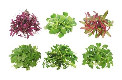 Microgreen Seeds