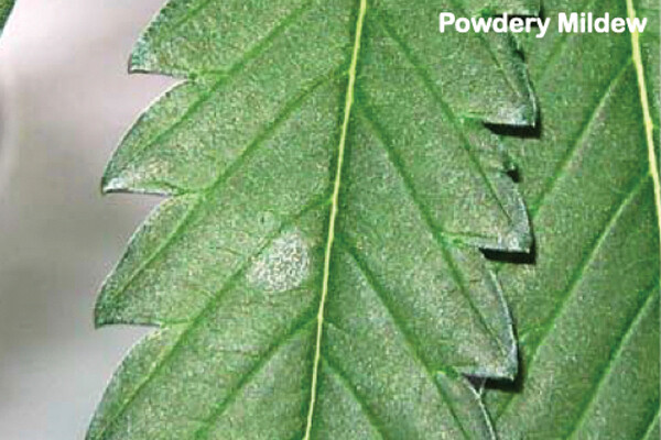 Buddi Powdery Mildew Organic Pesticide 200ml