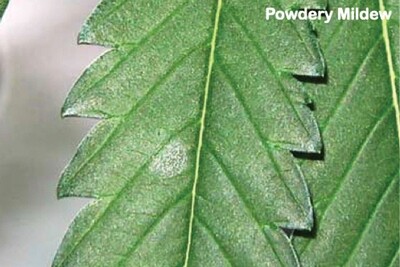 Buddi Powdery Mildew Organic Pesticide 200ml