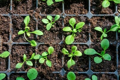 Propagation
