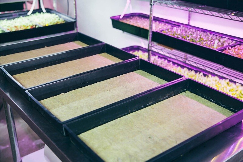 Grodan® Rockwool Cress Plate