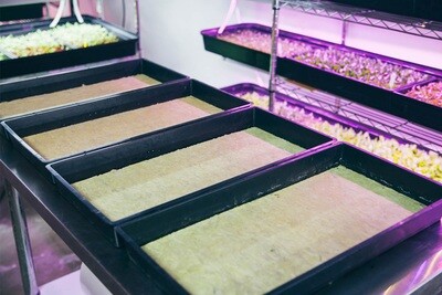 Grodan® Rockwool Cress Plate