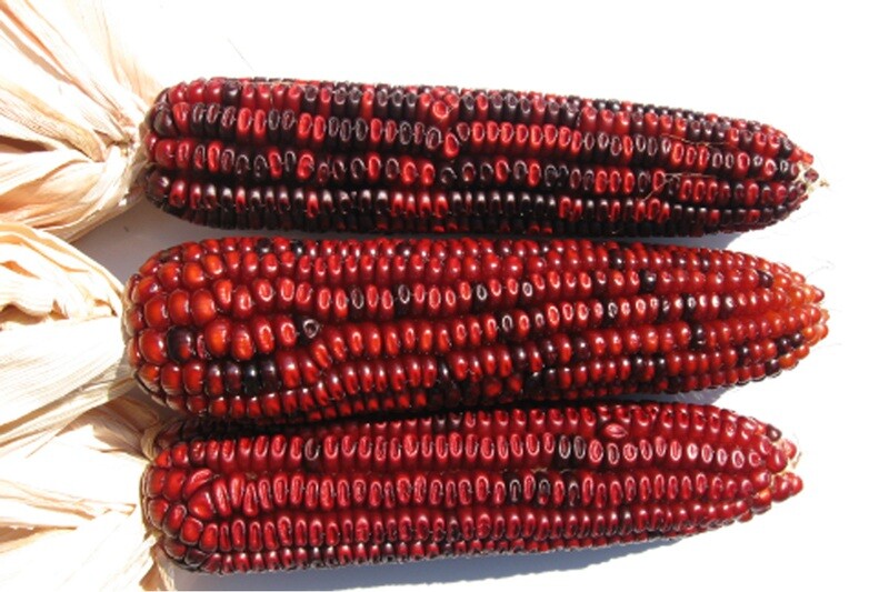 Bloody Butcher Corn