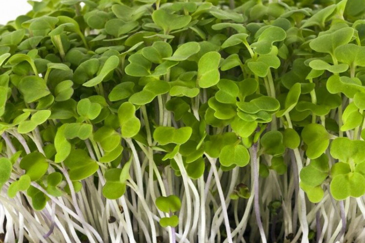Green Mizuna 200g