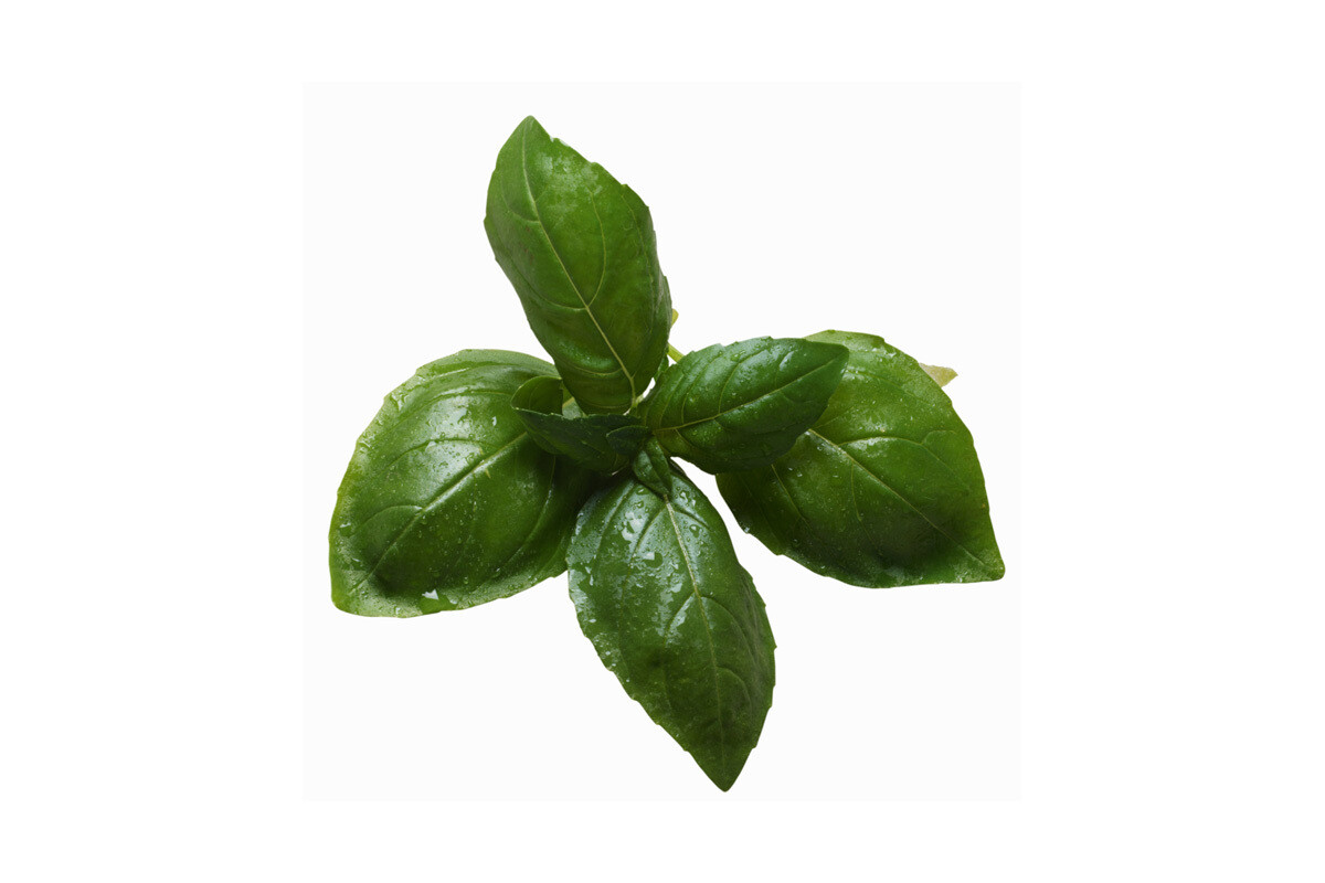 Sweet Genovese Basil