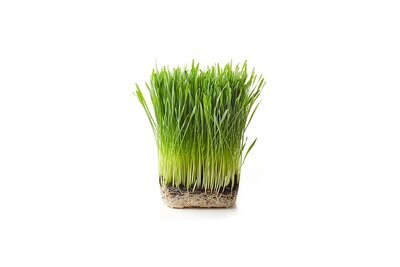 Wheatgrass 200g