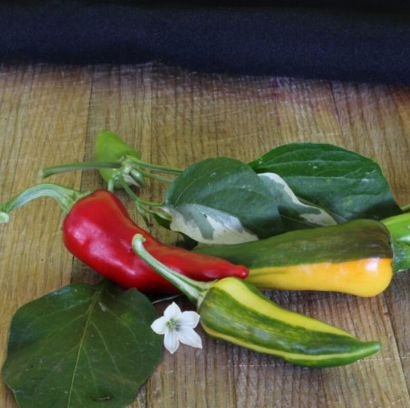 Fish Chilli