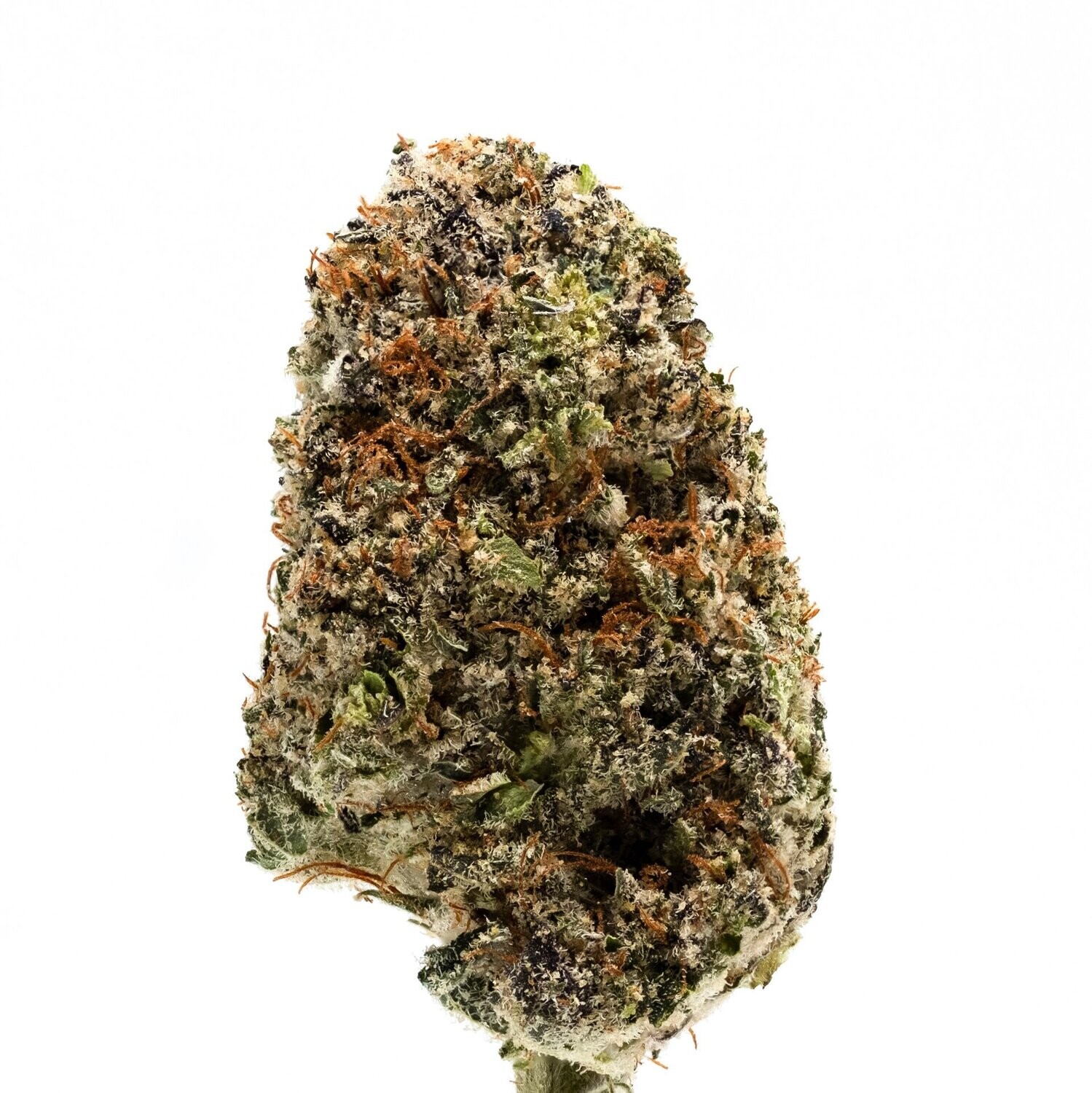 Purple Swiss Desde 3€ gr. (PROMO2X1) Purple Swiss Desde 3€ gr. (PROMO2X1)