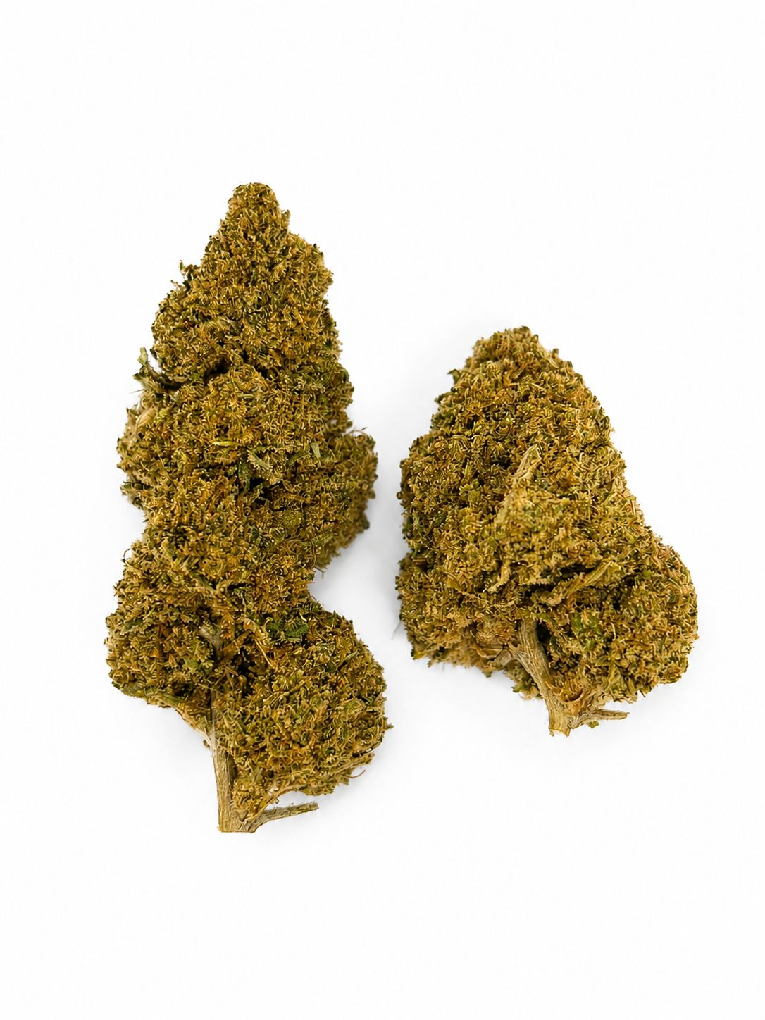 Swiss Mimosa ( Novedad) Swiss Mimosa ( Novedad)