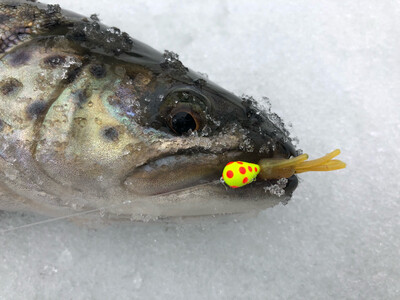 Ice Fishing Jigs