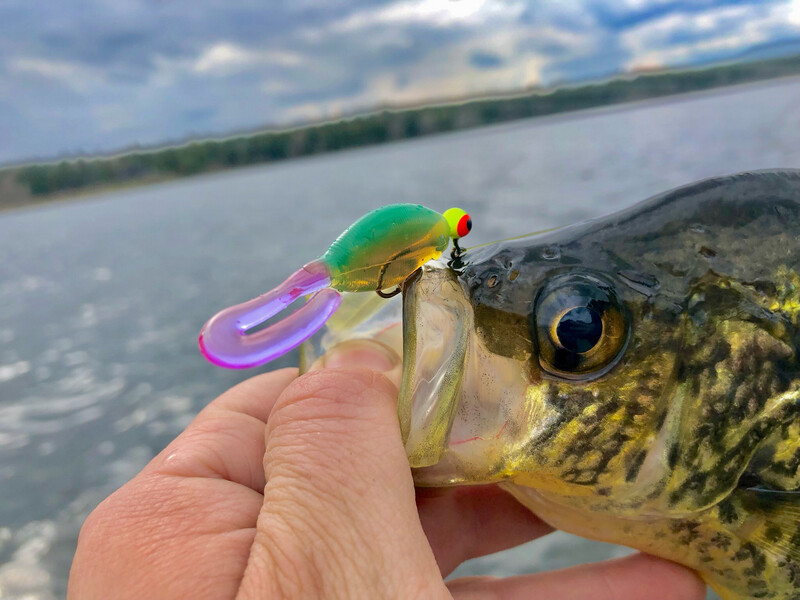 1.75 LF Tadpole