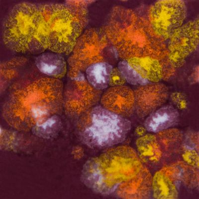 mayco- CG 969 floral fantasy-118ml mayco- CG 969 floral fantasy-118ml