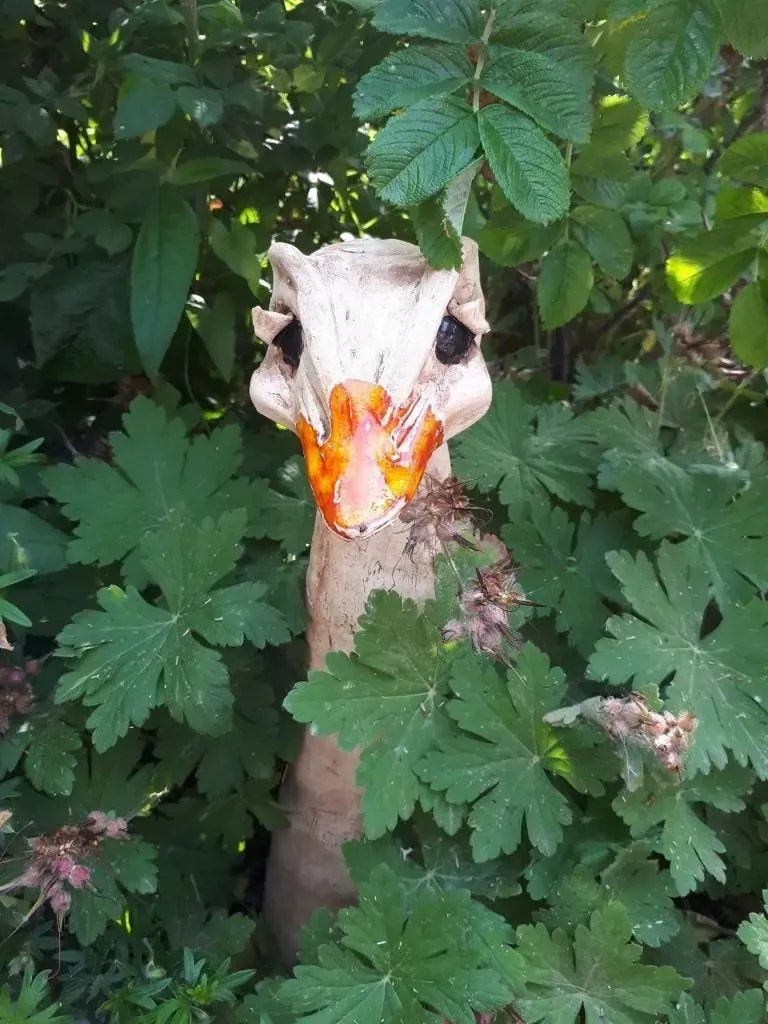 Online workshop: Struisvogel