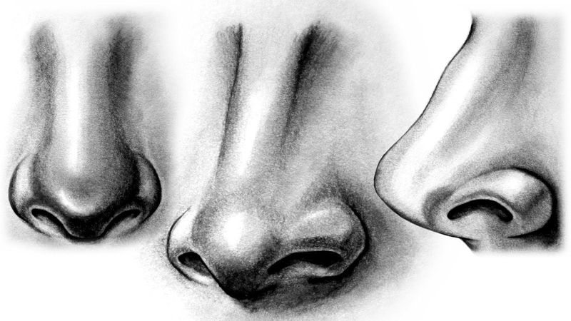 Vrij atelier tekenen : De anatomie van een neus Vrij atelier tekenen : De anatomie van een neus
