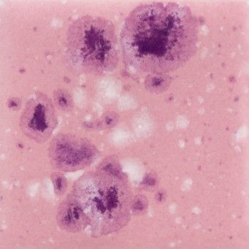 Mayco Pink Plum CG1014-118 ml