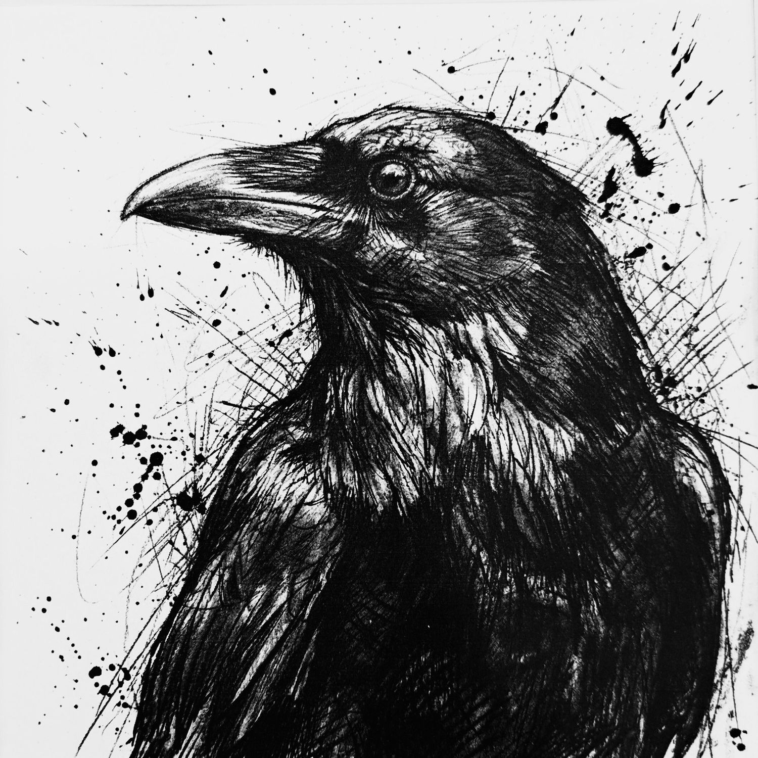 Vrij atelier tekenen: Vogels in pen en inkt 4 Maart