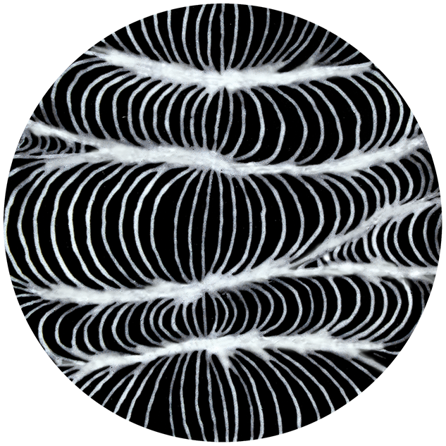 Mayco Designer Liner White SG 402