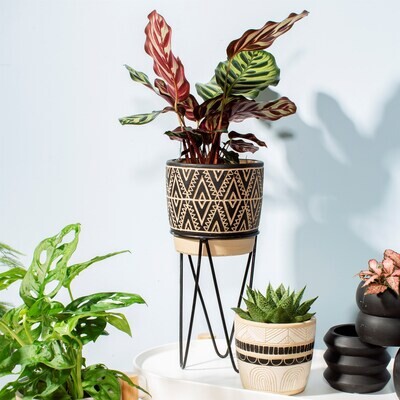 Planters and Vases