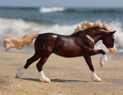 Surfer&#39;s Riptide - Chincoteague Stallion