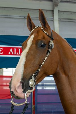Dale Chavez Petite Barrel and Ball Bridle
