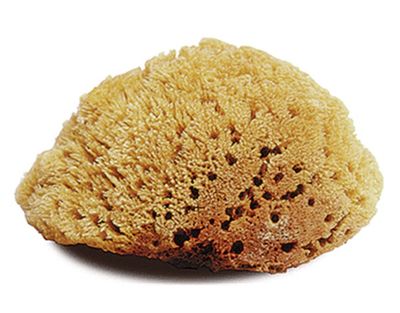 Natural Body Sponge