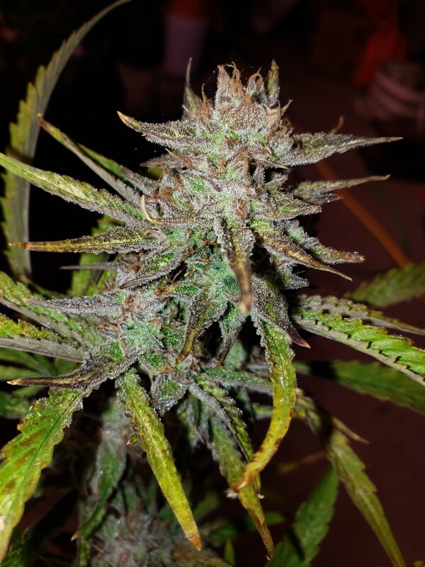 Feminized Autoflower Green Crack Seeds
