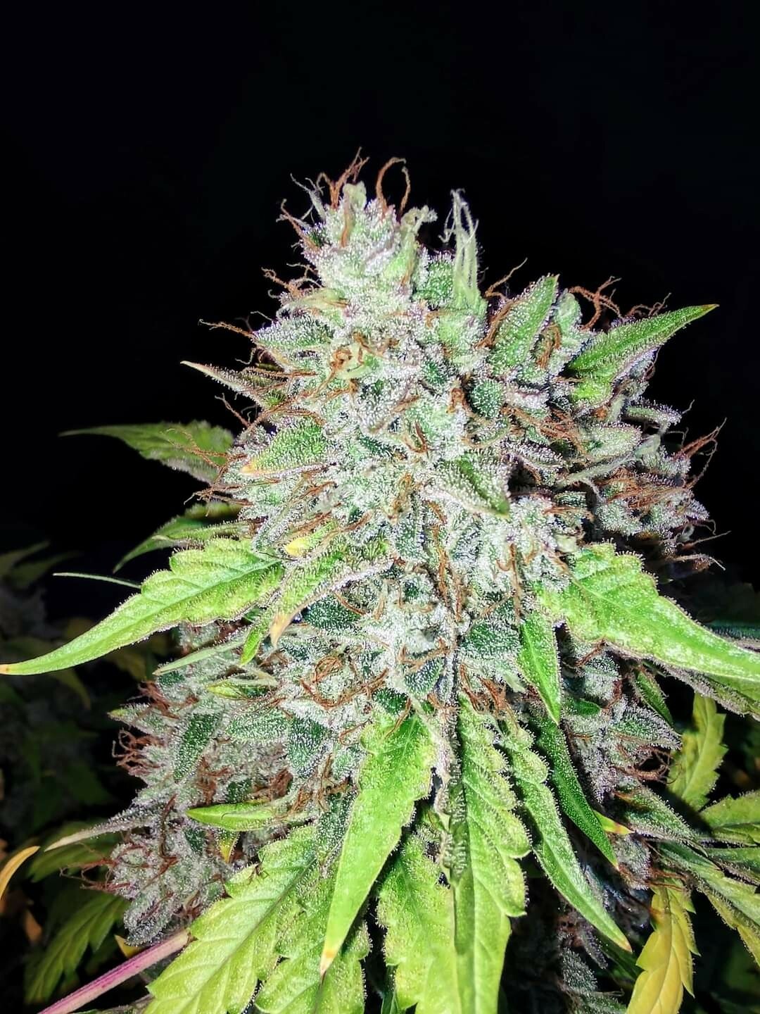 Feminized Autoflower Gorilla Glue Seeds