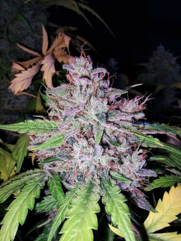 Feminized Autoflower Purple Silverback Seeds