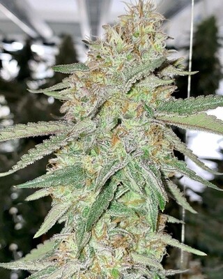 Feminized Autoflower Skywalker OG Seeds