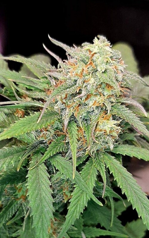 Feminized Autoflower Gelato Seeds