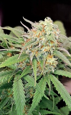 Feminized Autoflower Gelato Seeds