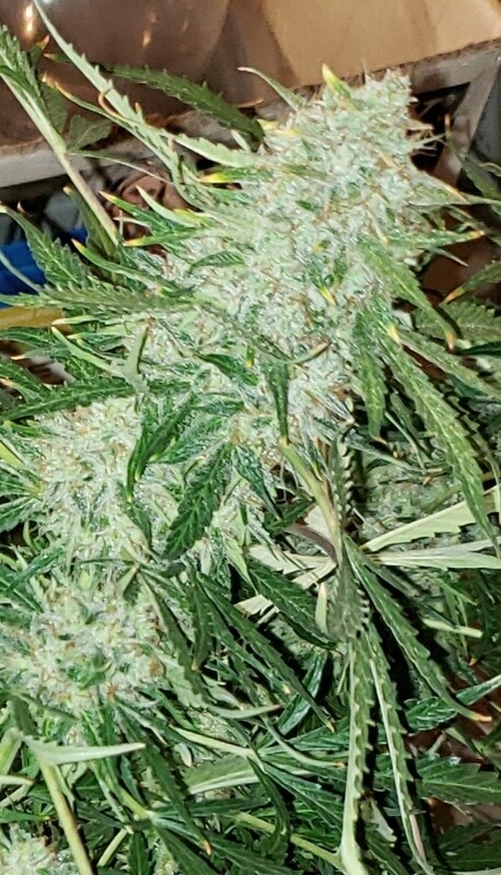 Feminized Autoflower King gelato Seeds