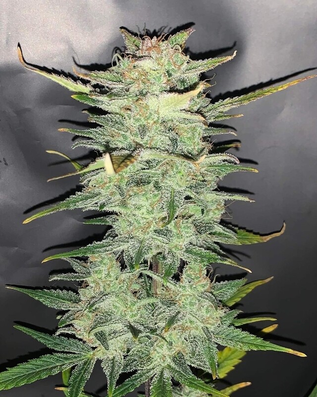 Gorrila Blue #4 Feminized Autoflower Seeds