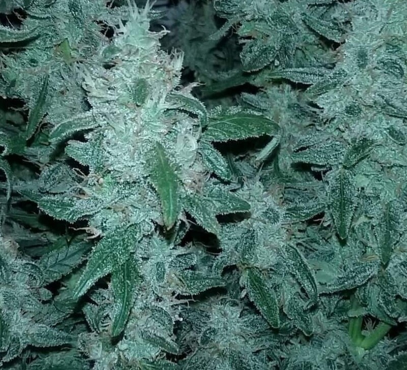 Wedding cheese cake Feminized Autoflower Seeds