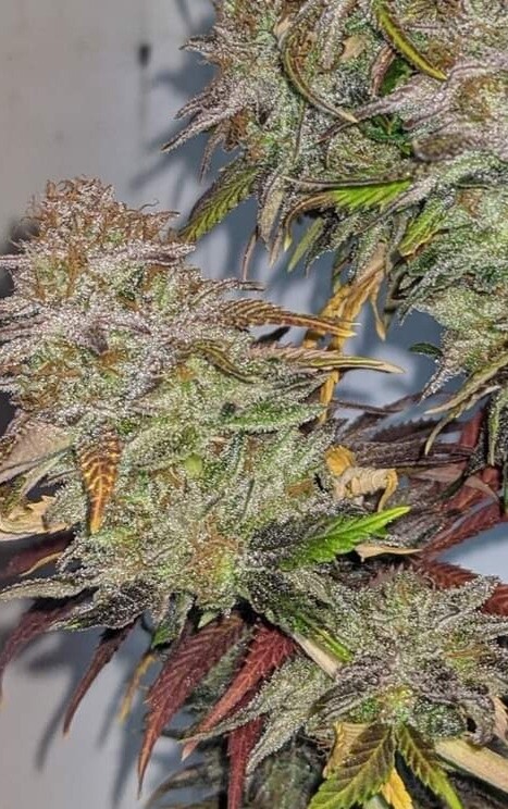 Runtz Feminized Autoflower Seeds