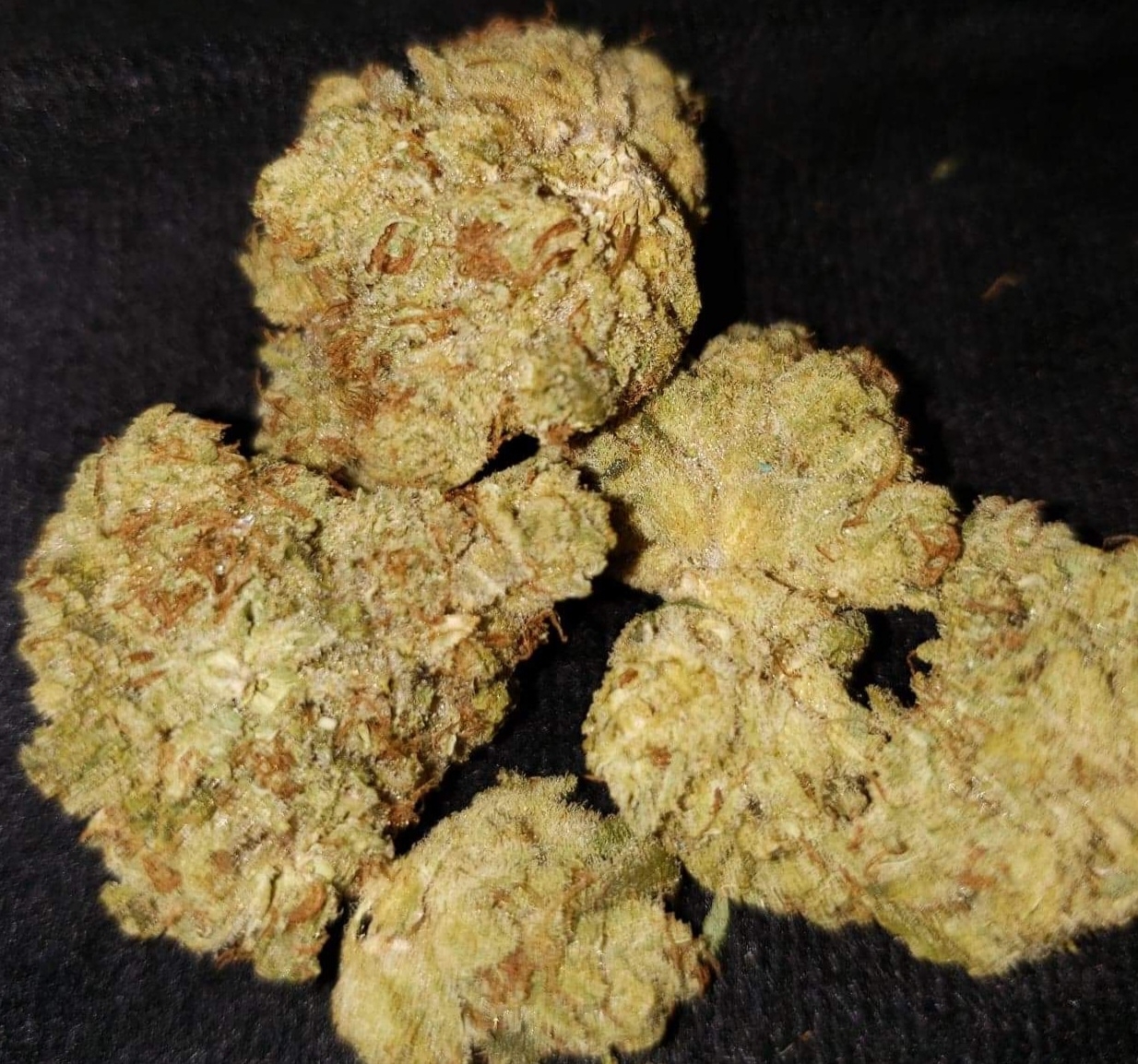 Gelato Cookies Feminized Autoflower seeds