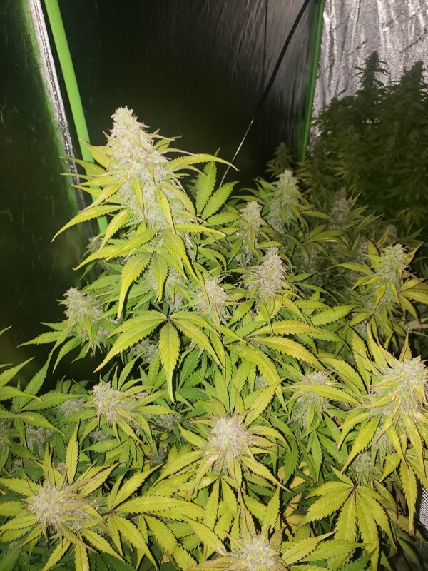 King Tut (Photoperiod)(feminized)