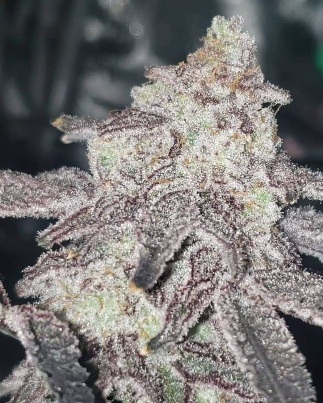 White Rhino Feminized Autoflower seeds