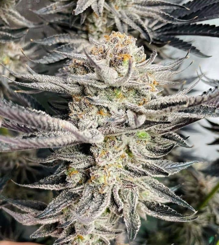 Great White Shark xl feminized autoflower seeds