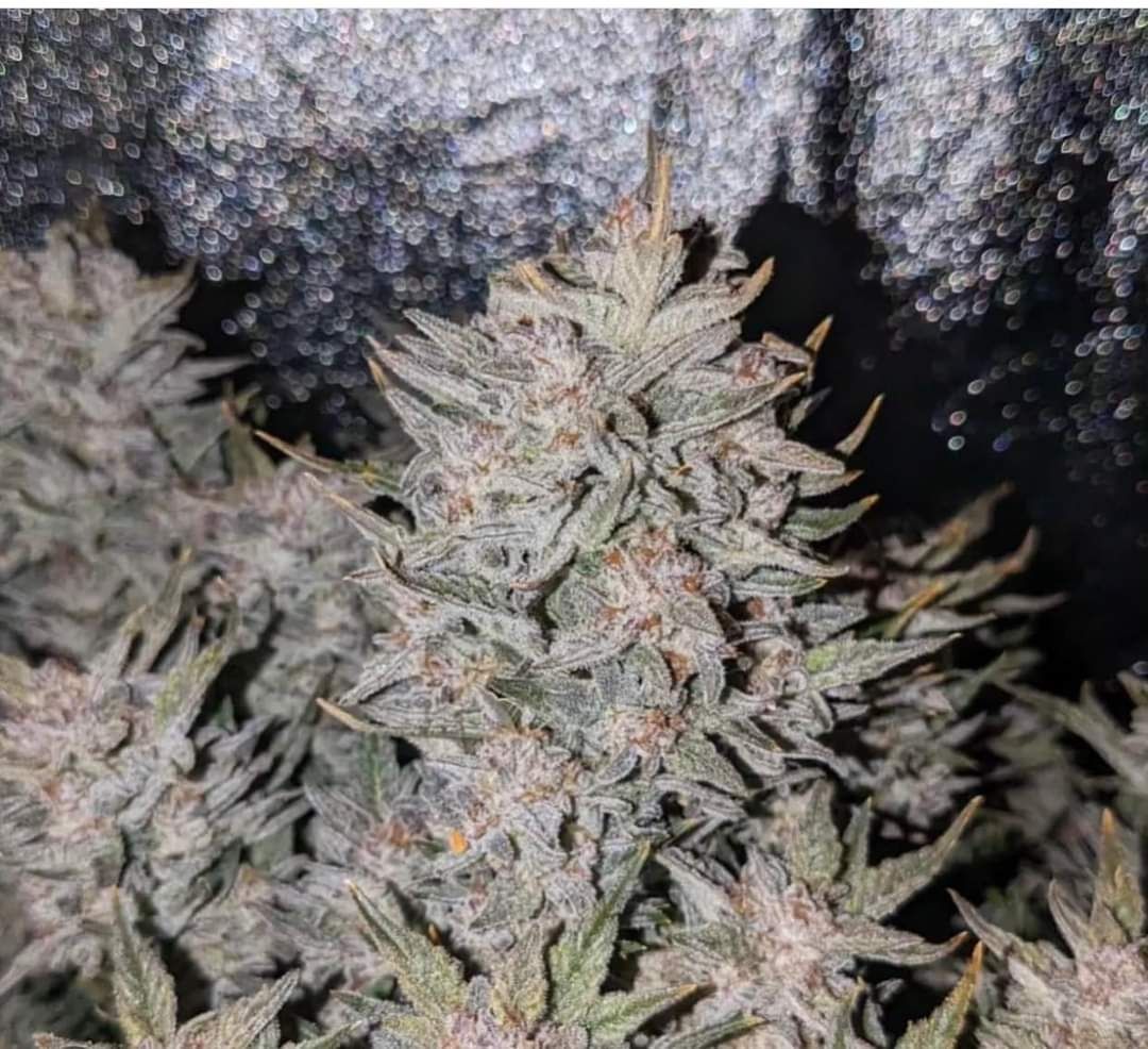 Super silver Haze Fem Auto seeds